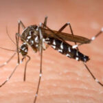 Călărași, printre județele cu cele mai multe cazuri de West Nile. Patru infecții raportate în județ